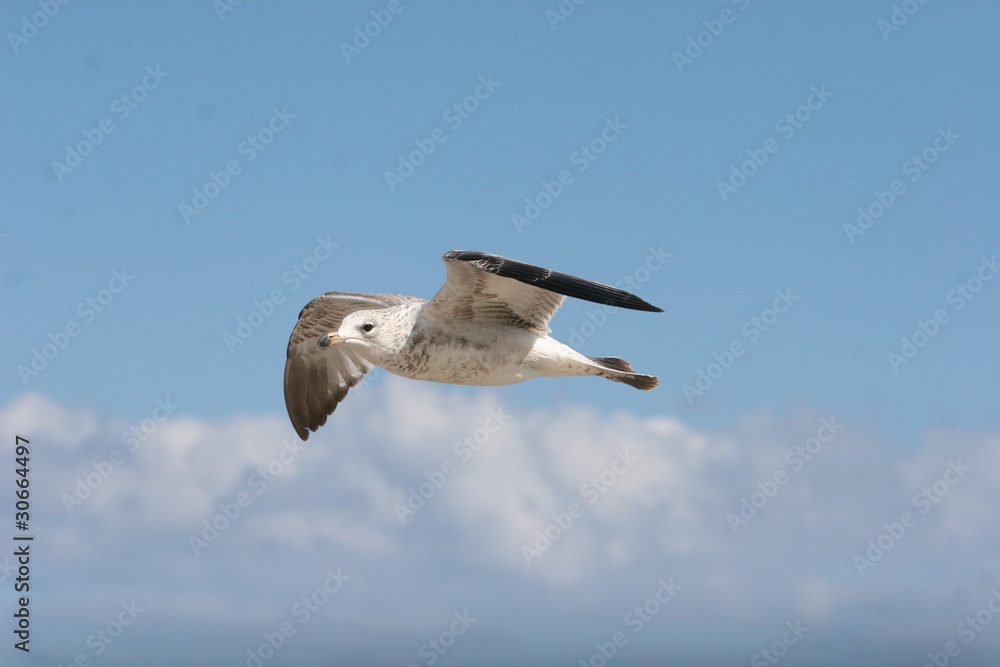 Obraz premium flying seagull