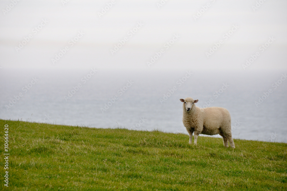 Sheep near the sea in New Zealand Sheep near the sea in New Zealand