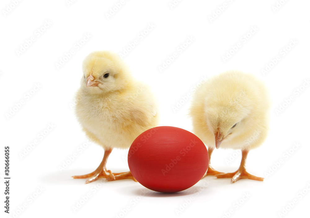 two chicken with egg