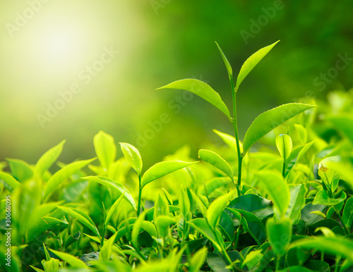 Tea bud and leaves