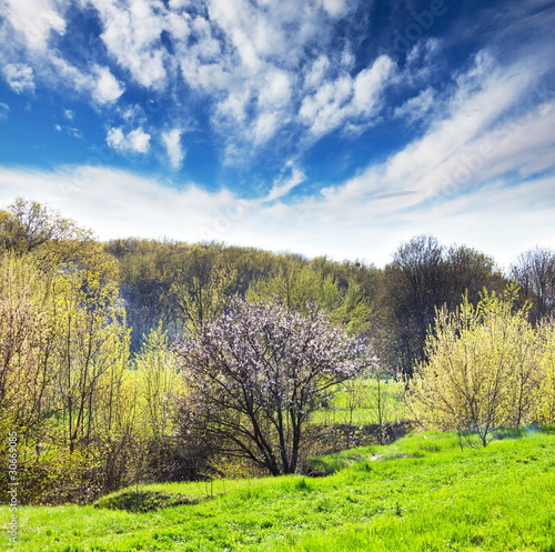 spring grassland