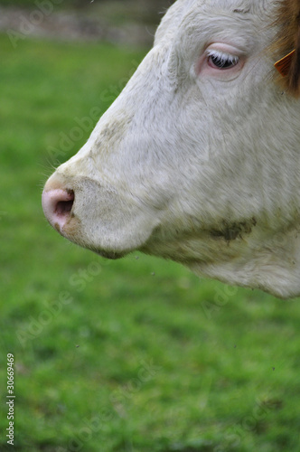 Vache