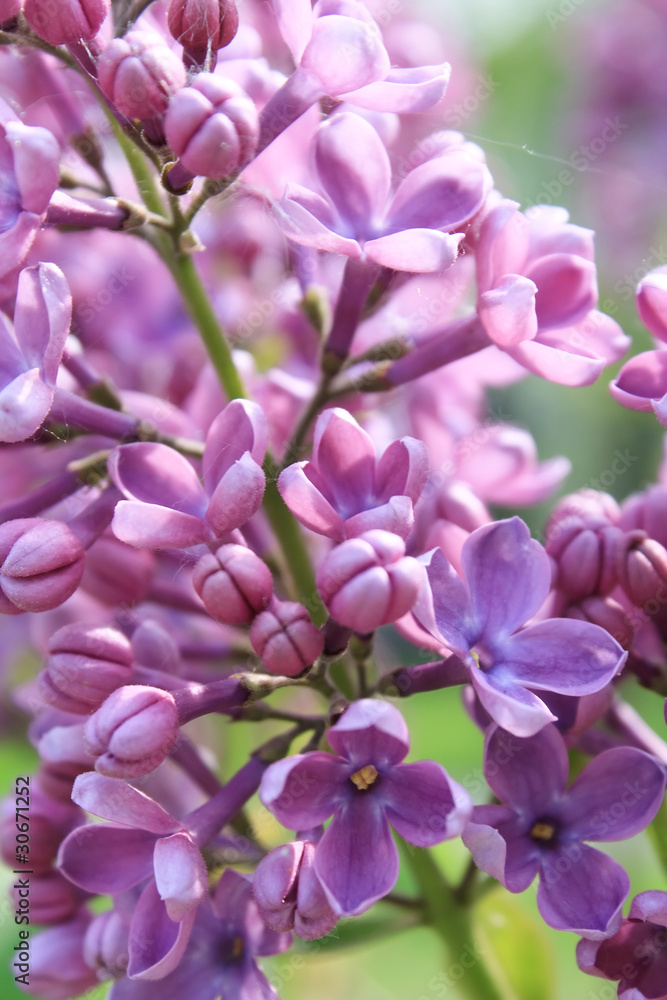 Lilac in the garden Lilac in the garden