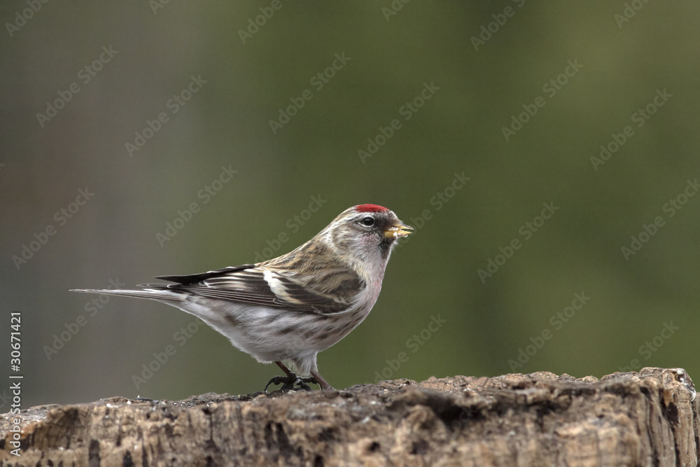 Redpoll sitting on stump Redpoll sitting on stump