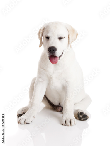Fototapeta Naklejka Na Ścianę i Meble -  Funny Puppy