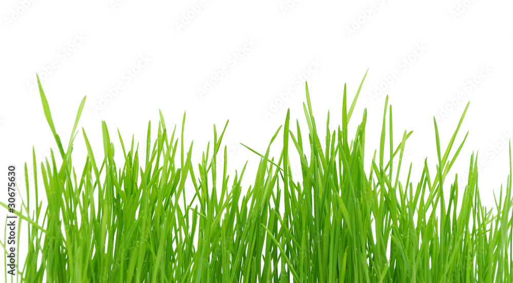 Fototapeta premium Isolated green grass