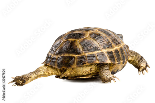 turtle's back