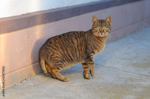 American bobtail cat race photo