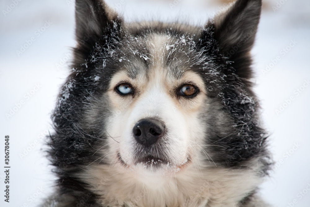 sled dog with different eyes