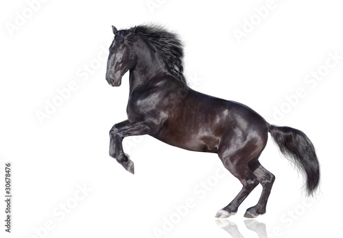 black stallion isolated