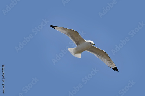 Flight of sea-gull