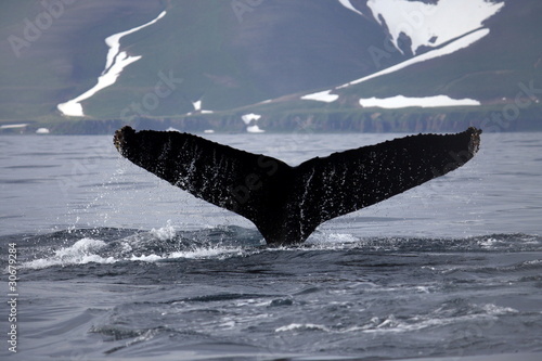 tail of humpback whale