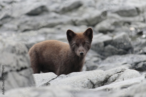 Arctic fox of the Commander Islands photo