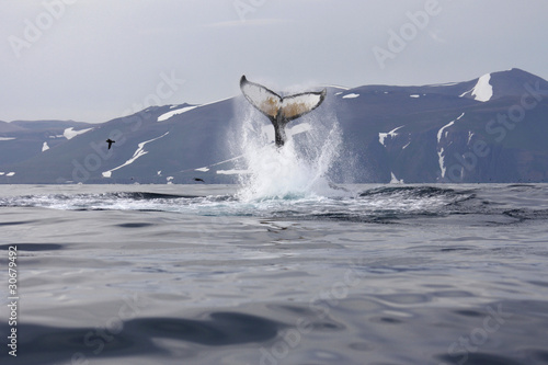 Humpback whale's tail smack