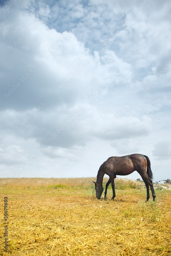 Obraz premium Horse