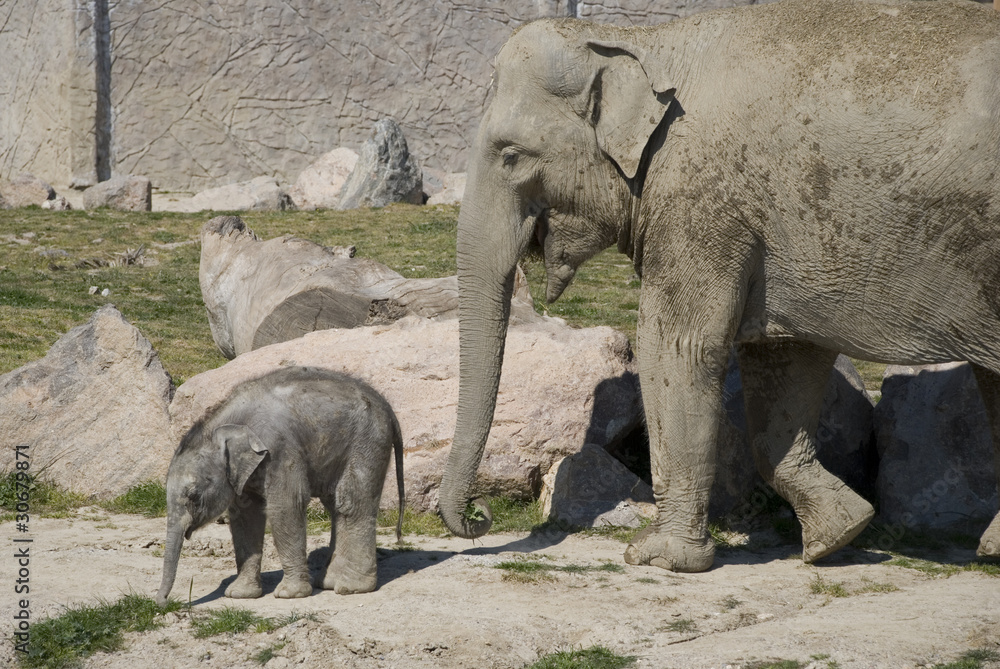 Fototapeta premium baby elephant