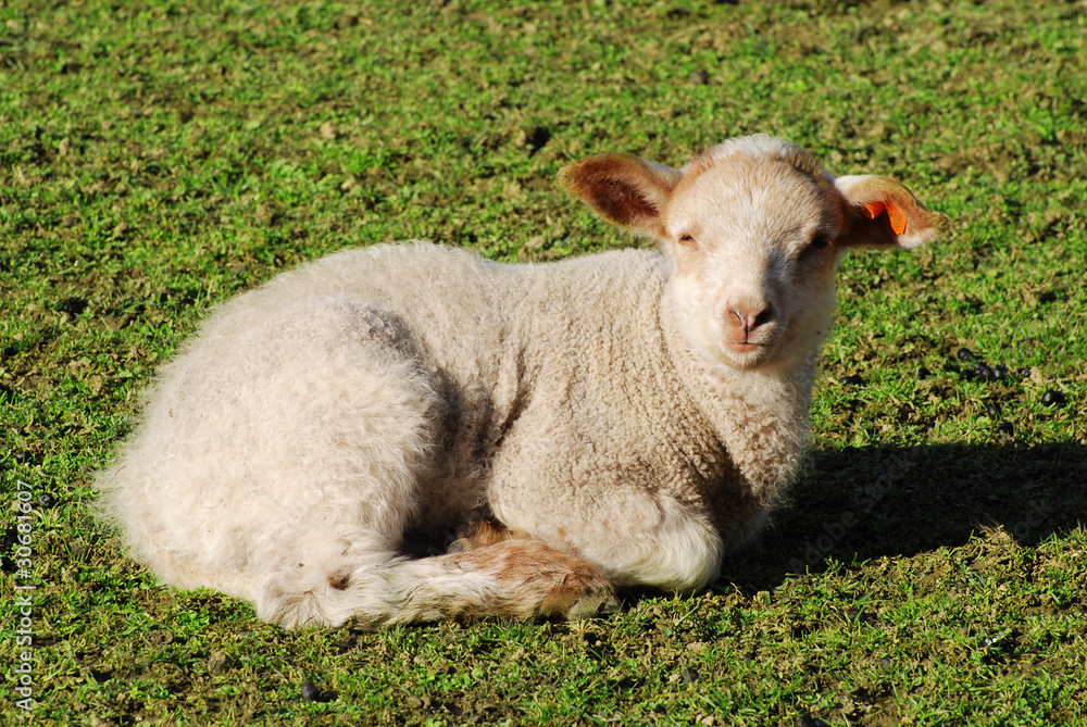 lamb lying on the grass