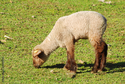 lamb lying on the grass