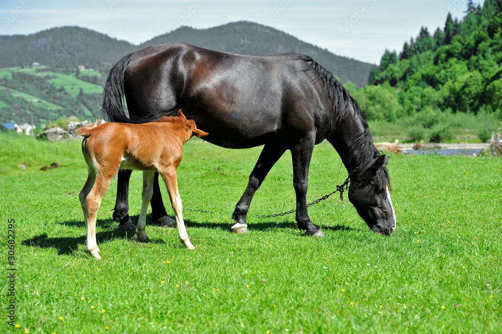 Obraz premium Horse