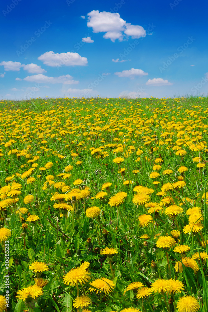 Field of dandelions