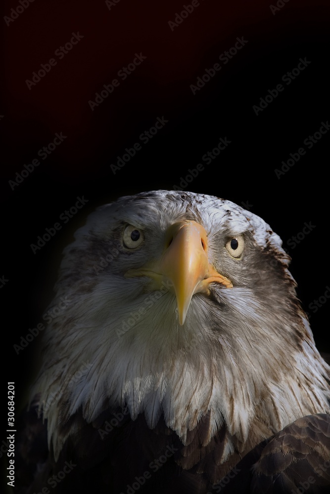 Obraz premium Eagle close up portrait