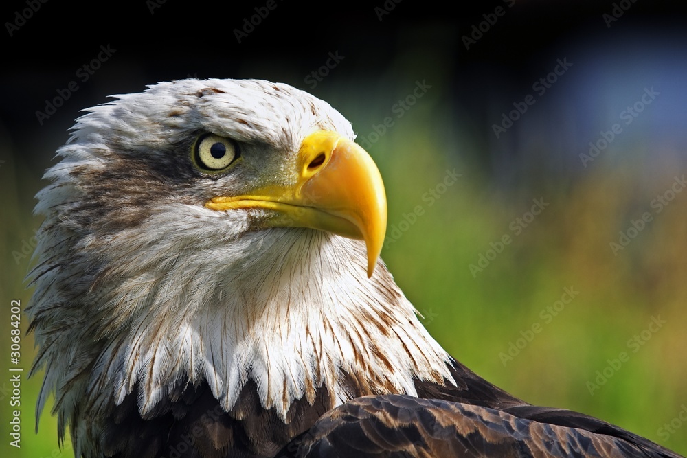 Eagle close up portrait Eagle close up portrait