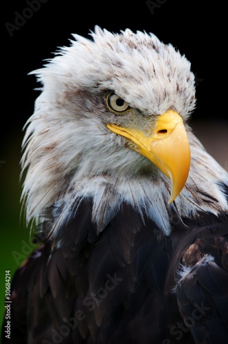 Eagle close up portrait