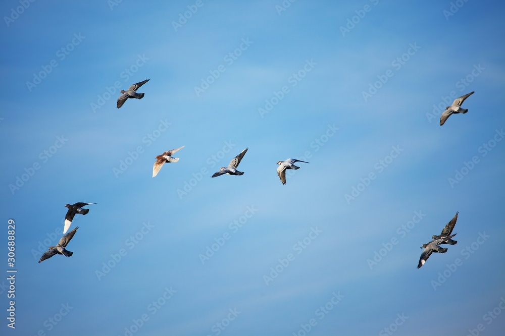 Obraz premium Birds