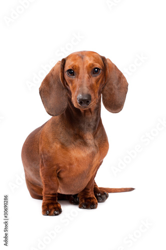 Dachshund Dog isolated over white background