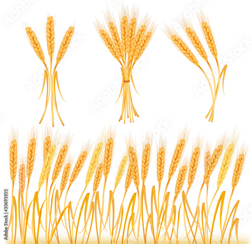 Ripe yellow wheat ears, agricultural vector illustration