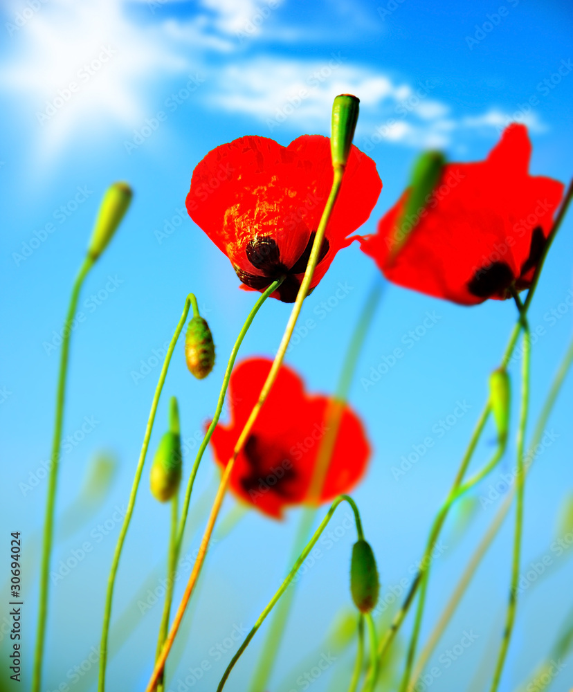 Fototapeta premium Poppy flowers meadow