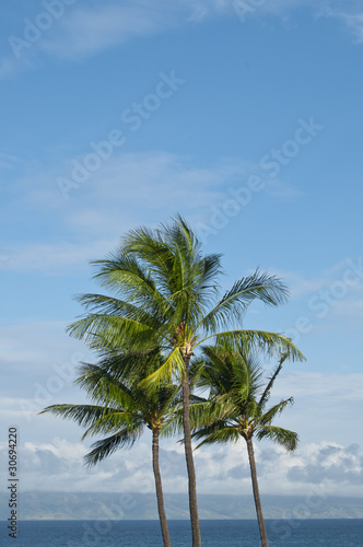 Palm Trees on the horizon