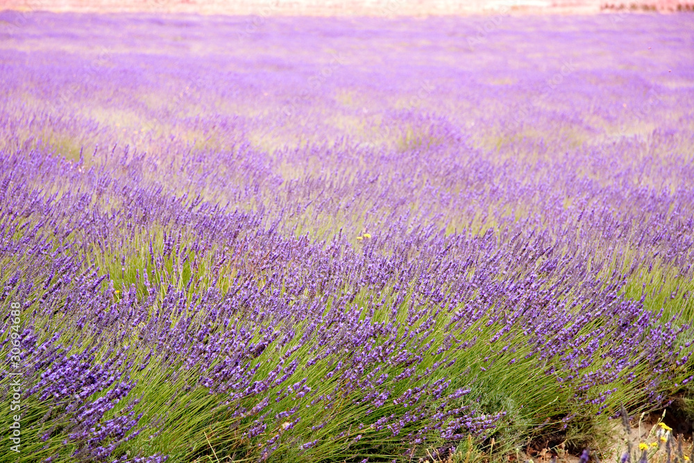 Obraz premium lavender fields