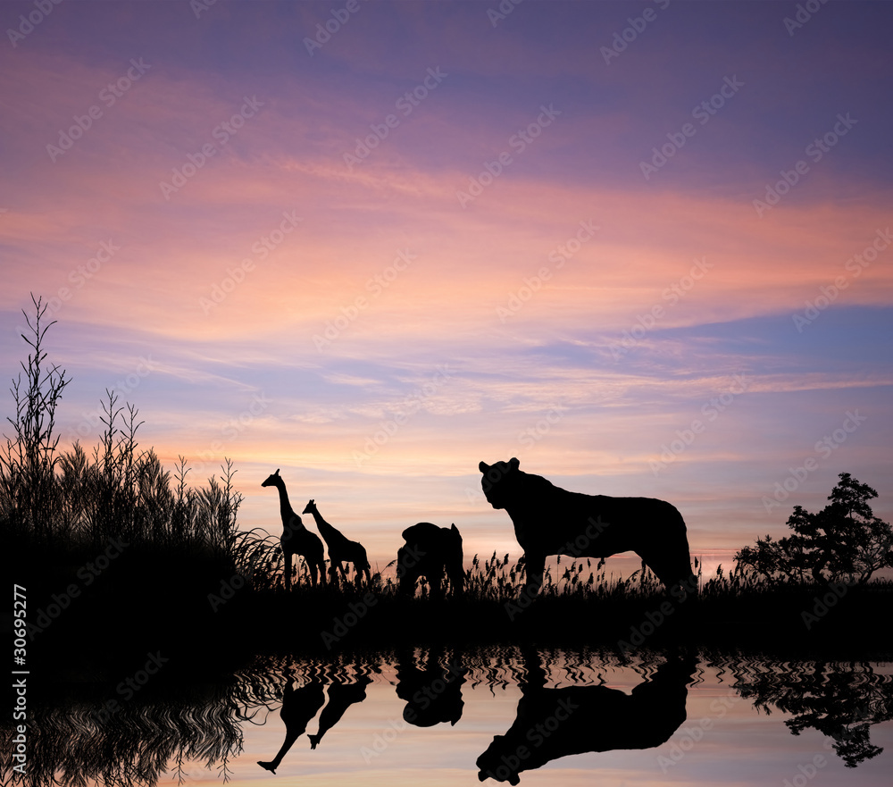 Safari in Africa lion pride silhouette against sunset sky Safari in Africa lion pride silhouette against sunset sky