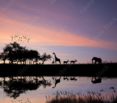 Photography Safari in Africa wild animals reflction in water silhouette
