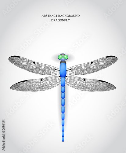 Dragonfly. Vector illustration