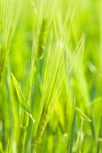 Ripe ears of wheat close-up