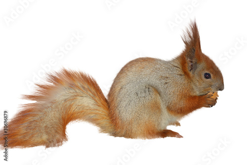 he squirrel eating a nut © slavik65
