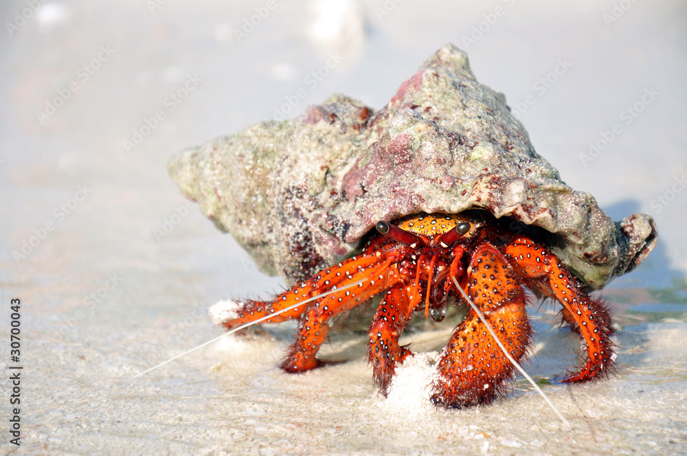 Hermit crab on the white sand
