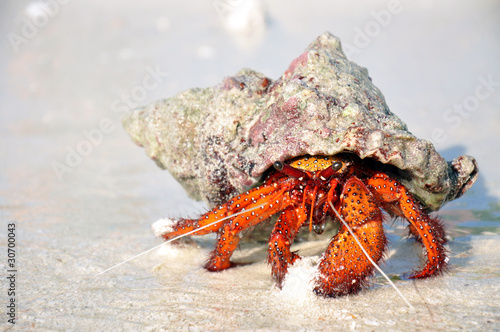 Obraz na płótnie Hermit crab on the white sand