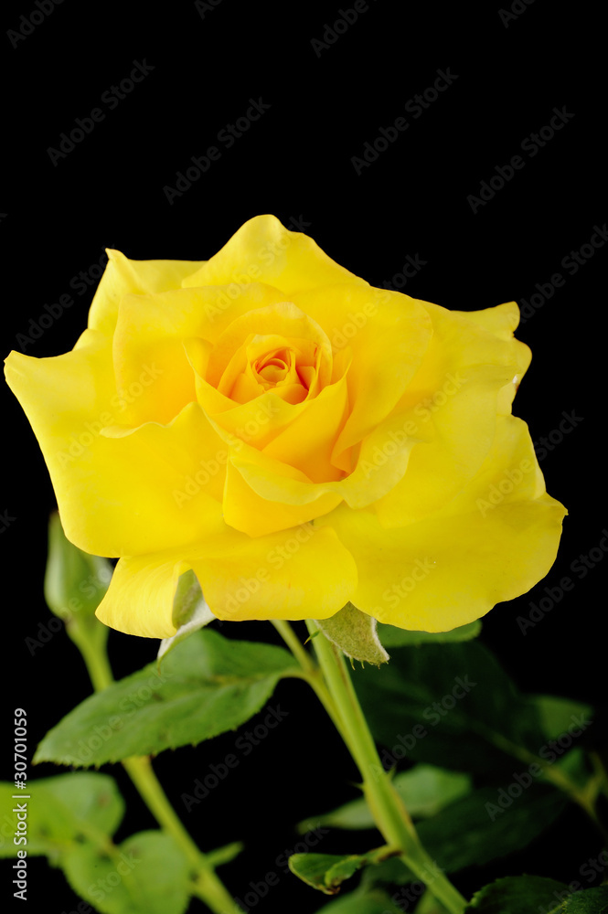 yellow rose on background yellow rose on background