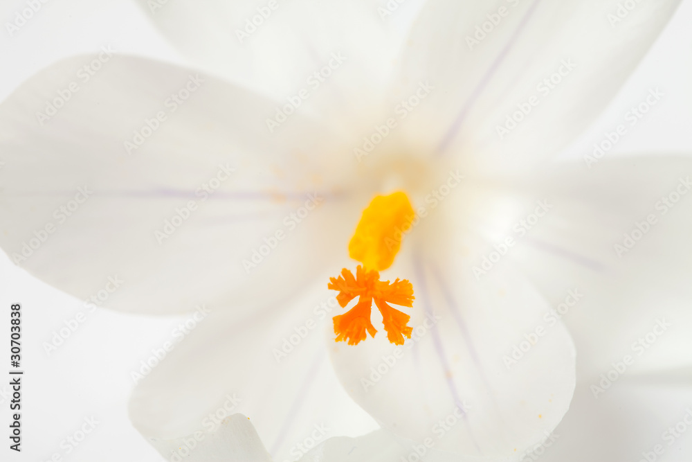 Fototapeta premium macro of white Dutch spring crocus flower