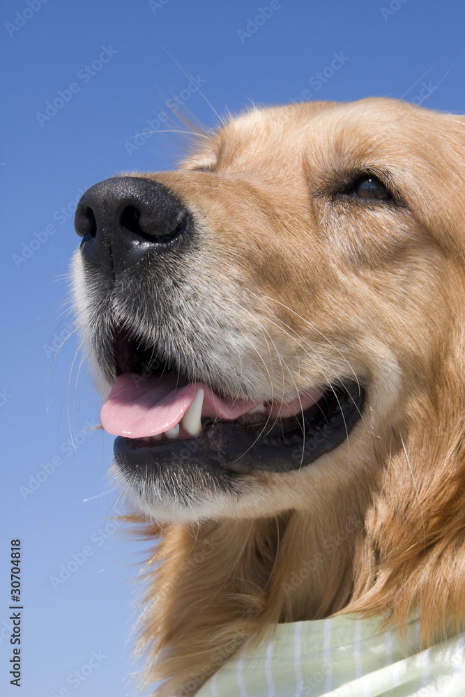 Golden Retriever