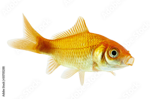 Goldfisch rotorange1