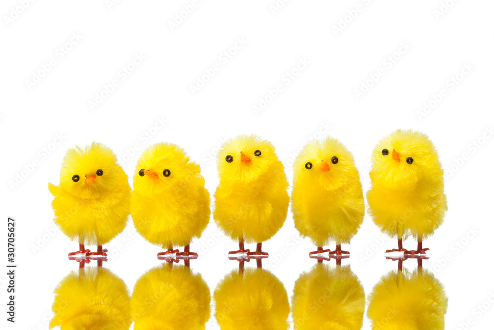 easter chicks isolated on white