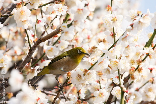 梅とメジロ (東京・湯島天神)