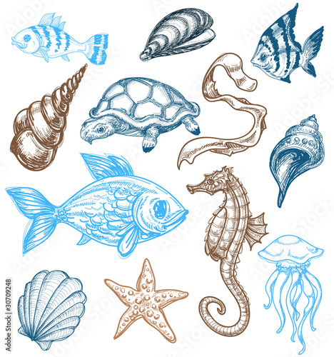 Marine life drawing