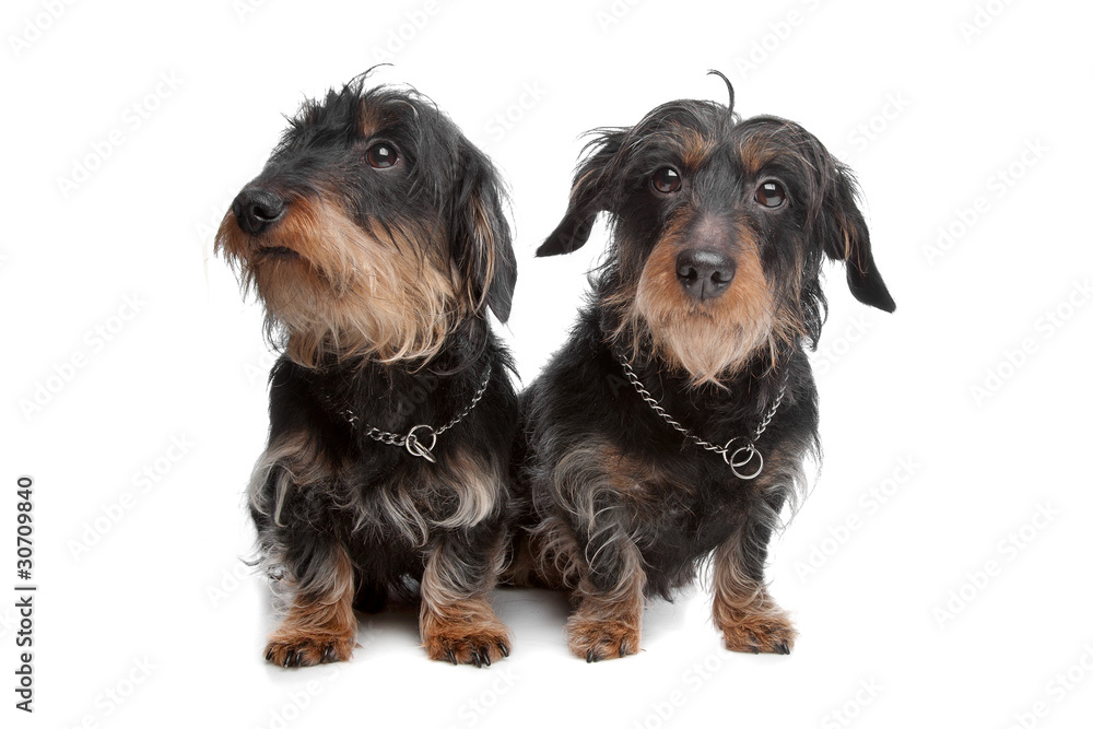 two wire haired dachshund dogs