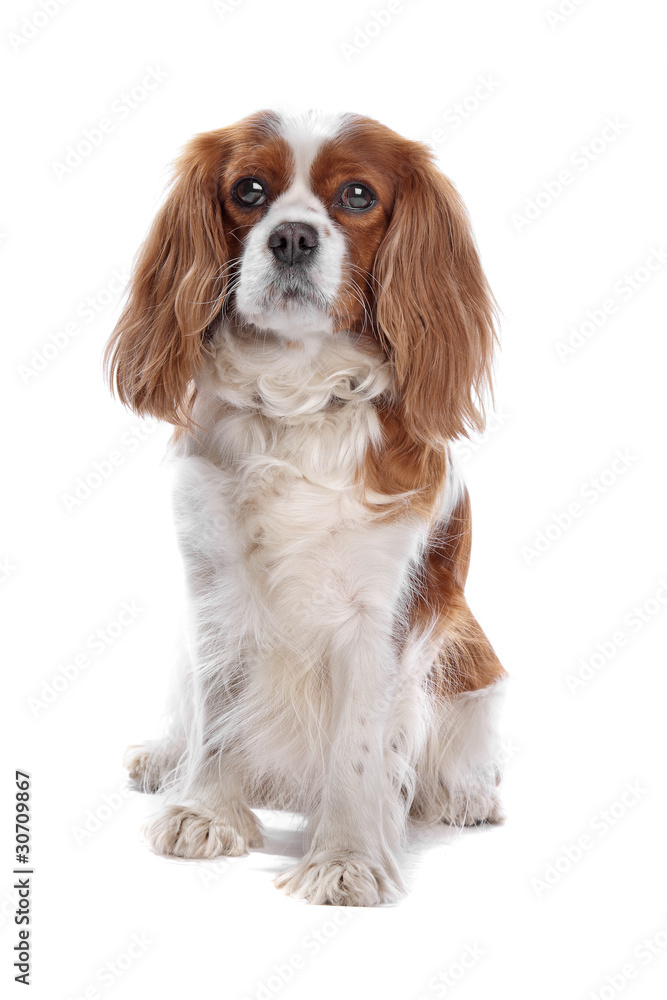 cavalier king charles spaniel cavalier king charles spaniel