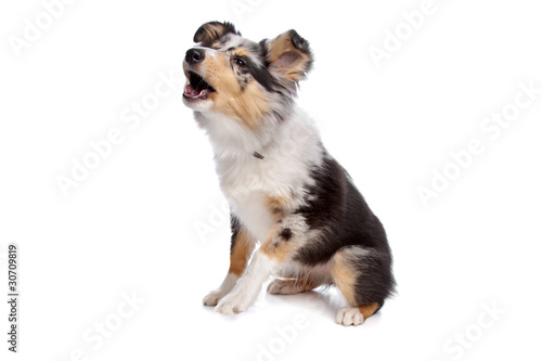 shelty or Shetland Sheepdog puppy